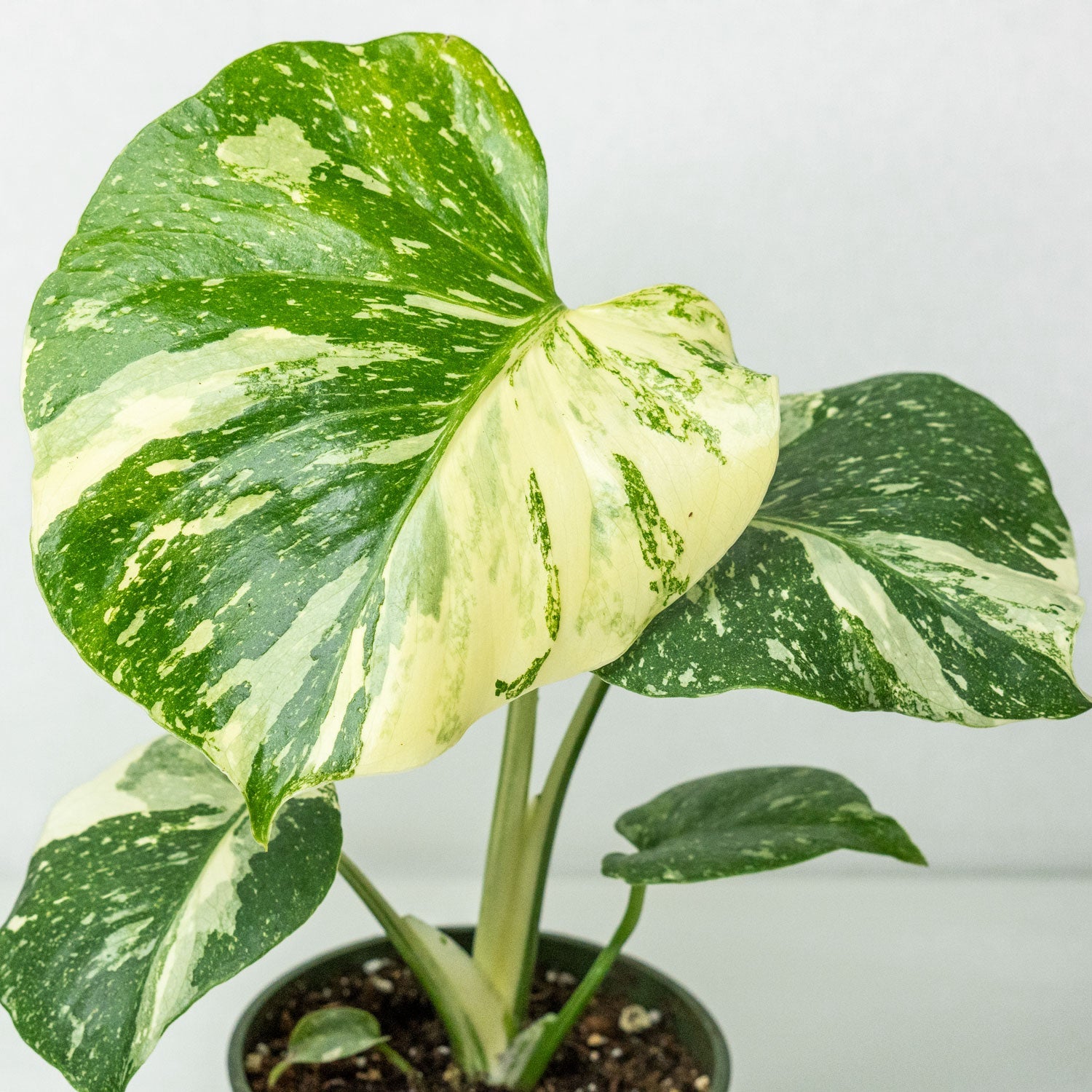 thailand philodendron Thai Constellation Philodendron 6"