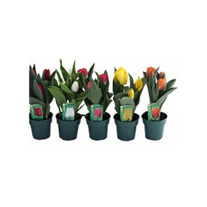 Tulip Potted Bulb 6"