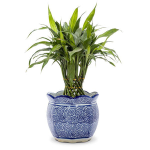 Scallop Edge Blue/White Pot 6"