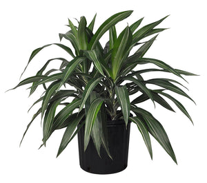 Ulyses Dracaena 6"