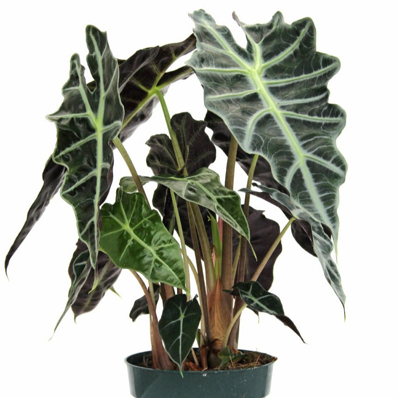 Polly Amazonica Alocasia 4"