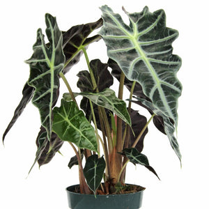 Polly Amazonica Alocasia 4"