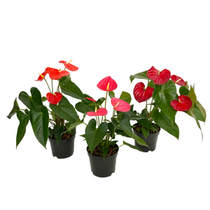 Anthurium Assorted