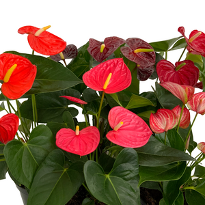 Anthurium Assorted