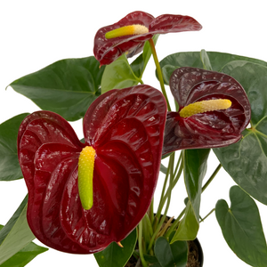 Anthurium Assorted