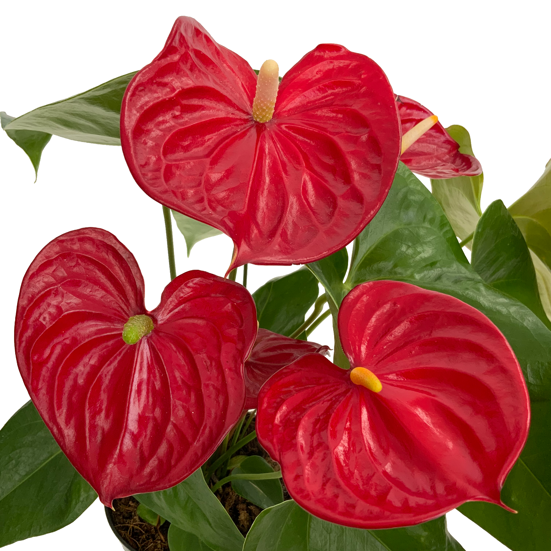 anthurium andreanum giftig Anthurium Assorted