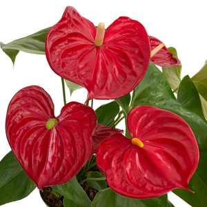 Anthurium Assorted