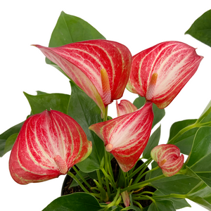 Anthurium Assorted