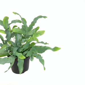 Blue Star Fern 4"