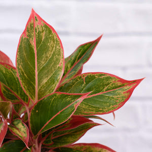 Red Siam Aglaonema 5"