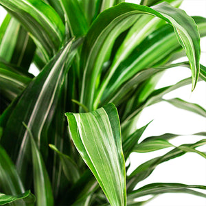 Ulyses Dracaena 6"