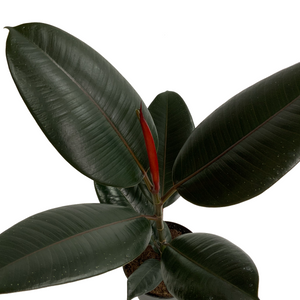 Burgundy Ficus Elastica 4"