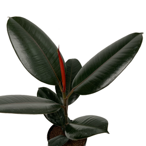 Burgundy Ficus Elastica 4"