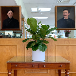 Ficus Lyrata 'Fiddle Leaf Fig' 10"