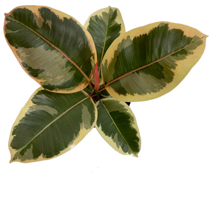 Tineke - Ficus Elastica/Rubber