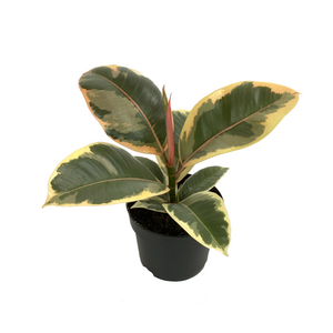 Tineke - Ficus Elastica/Rubber