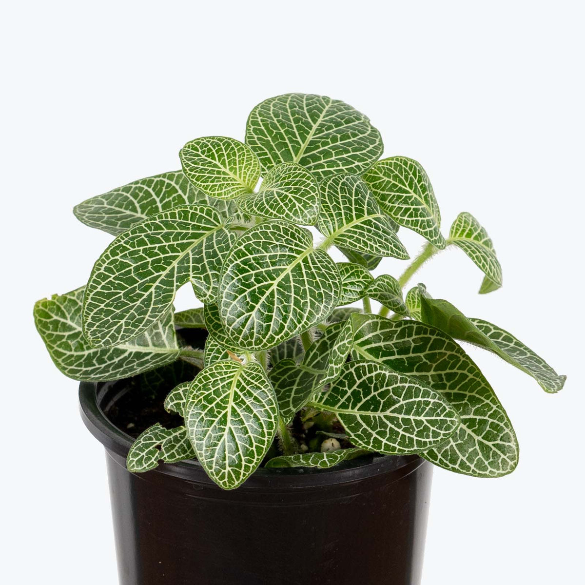Fittonia 'Nerve' Plant 3"