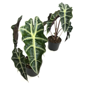 Polly Amazonica Alocasia 4"