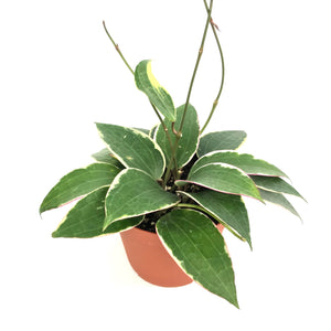 Macrophylla Hoya 6"