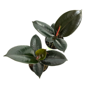 Ficus Elastica Green