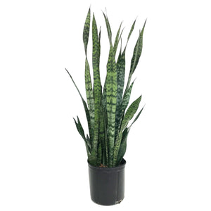 Zeylanica Sansevieria