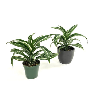 Dracaena Jade Jewel 4"