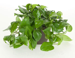 Jade Pothos 4"