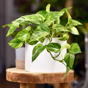 Marble Queen Pothos