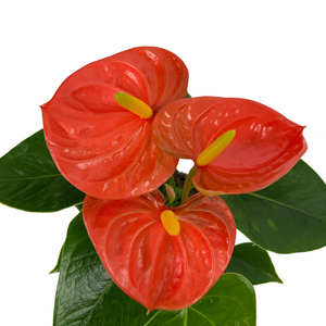 Anthurium Assorted