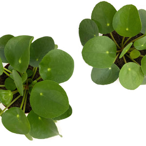 Pilea Peperomioides