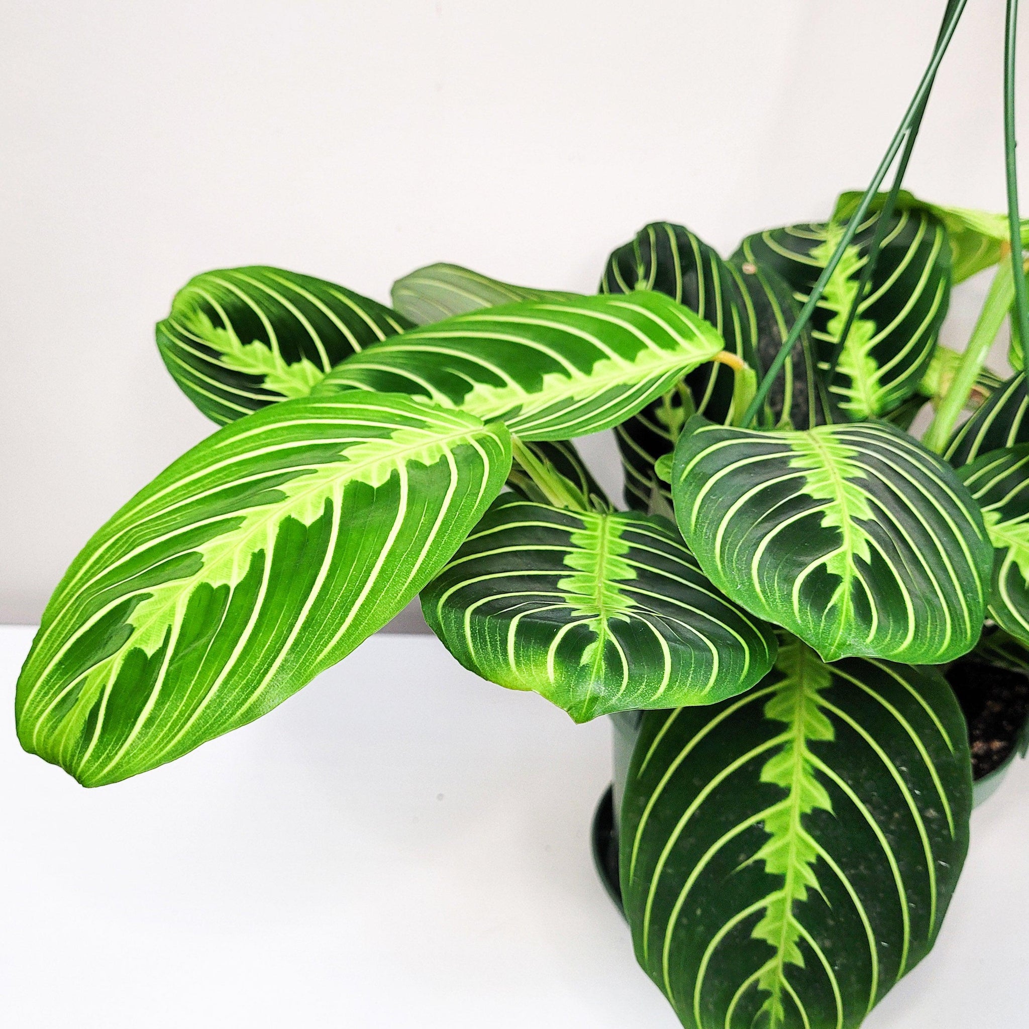 lemon lime prayer plant cats Maranta Lemon Lime