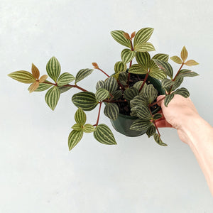 Puteolata Peperomia 4"