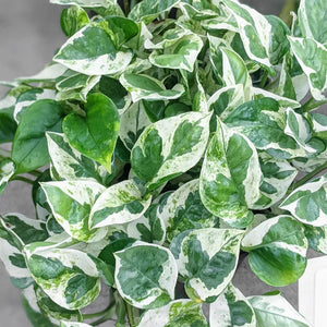 Pothos Pearls & Jade 6"