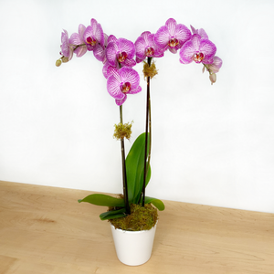 Phalaenopsis Orchid - Double Stem Assorted Colours 5"