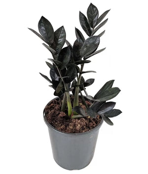 Raven 'ZZ' Zamioculcas Zamiifolia 4"