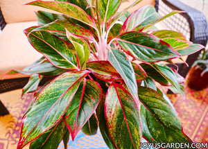 Red Siam Aglaonema 10"