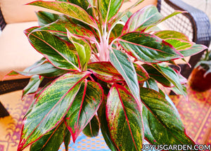 Red Siam Aglaonema 5"