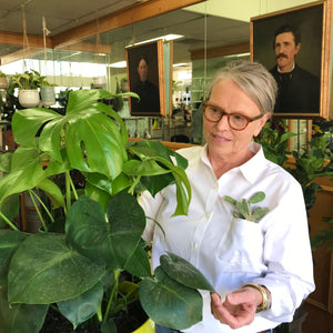 Monstera Deliciosa 'Delicious Monster' Philodendron