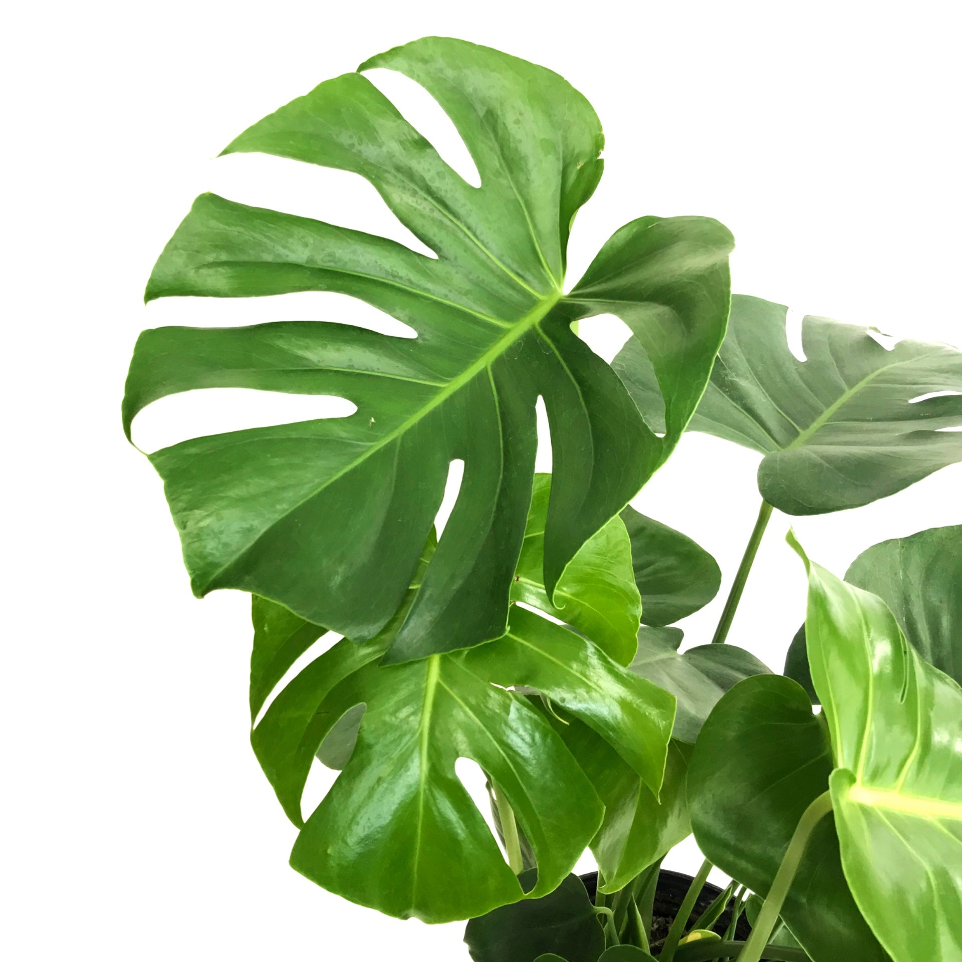 monster philodendron Monstera Deliciosa 'Delicious Monster' Philodendron