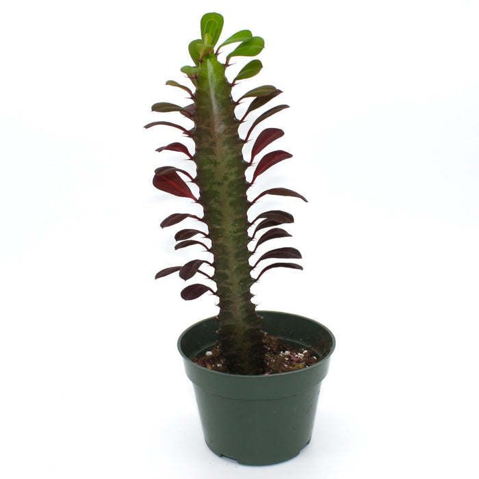 Euphorbia Trigona 4"