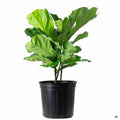 10" Bush