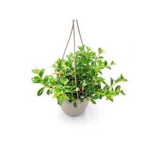 Hypocerta 'Goldfish' Plant 8"