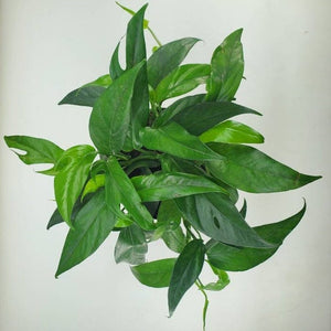 Epipremnum Baltic Blue Pothos 4"