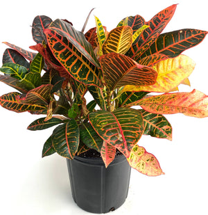 Croton Petra 3"