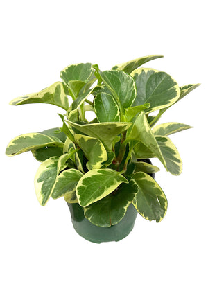 Variegated Obtusifolia Peperomia 5"