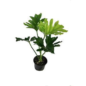 Selloum Philodendron 4"
