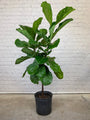10" Tree
