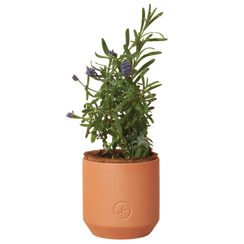 Live Well Lavender - Tiny Terracotta