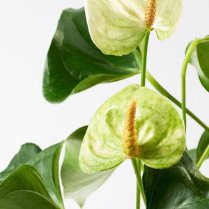 Anthurium Assorted